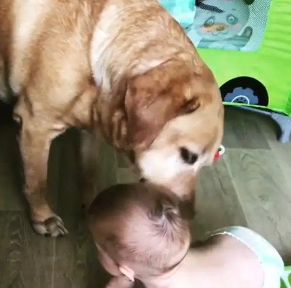 A yellow Labrador licking the ears of a kid lying on the floor