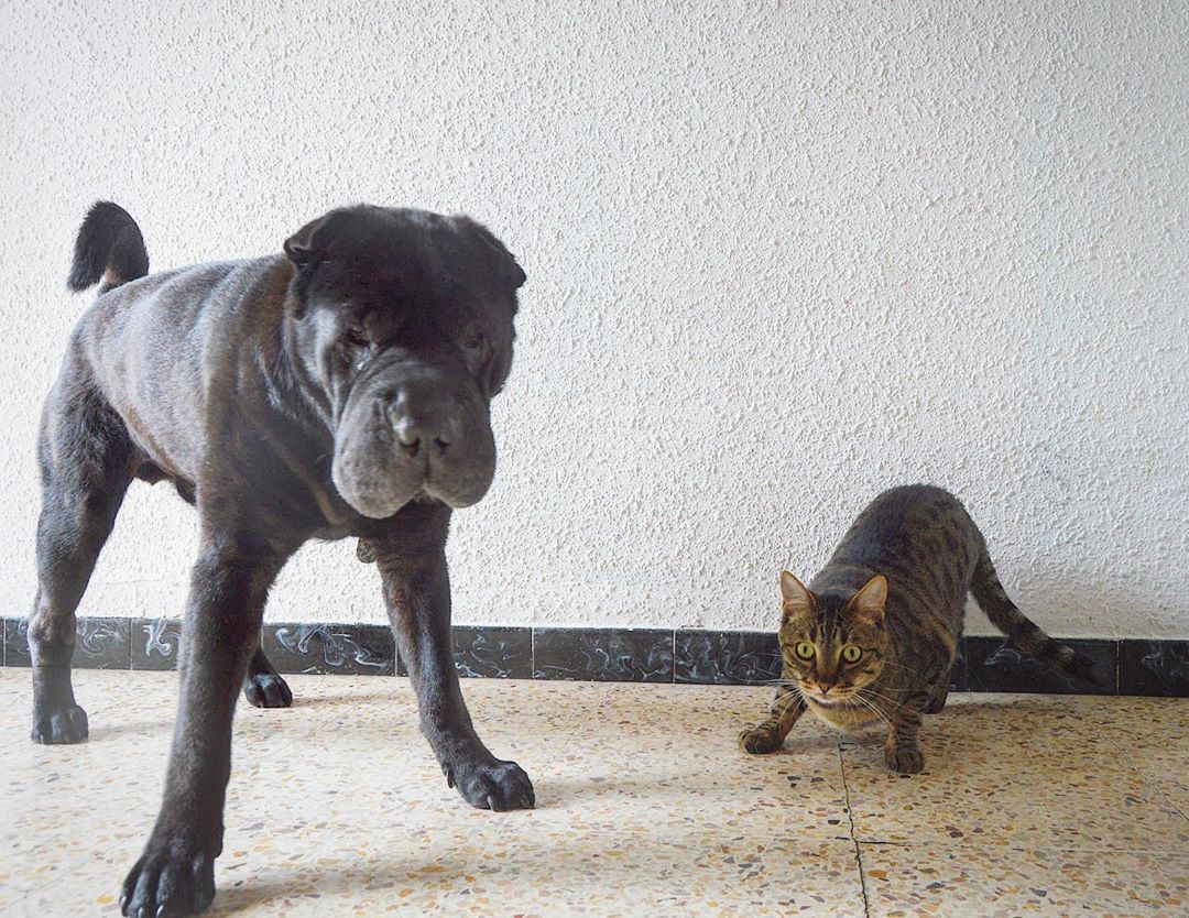 Bengal Cat with a dog