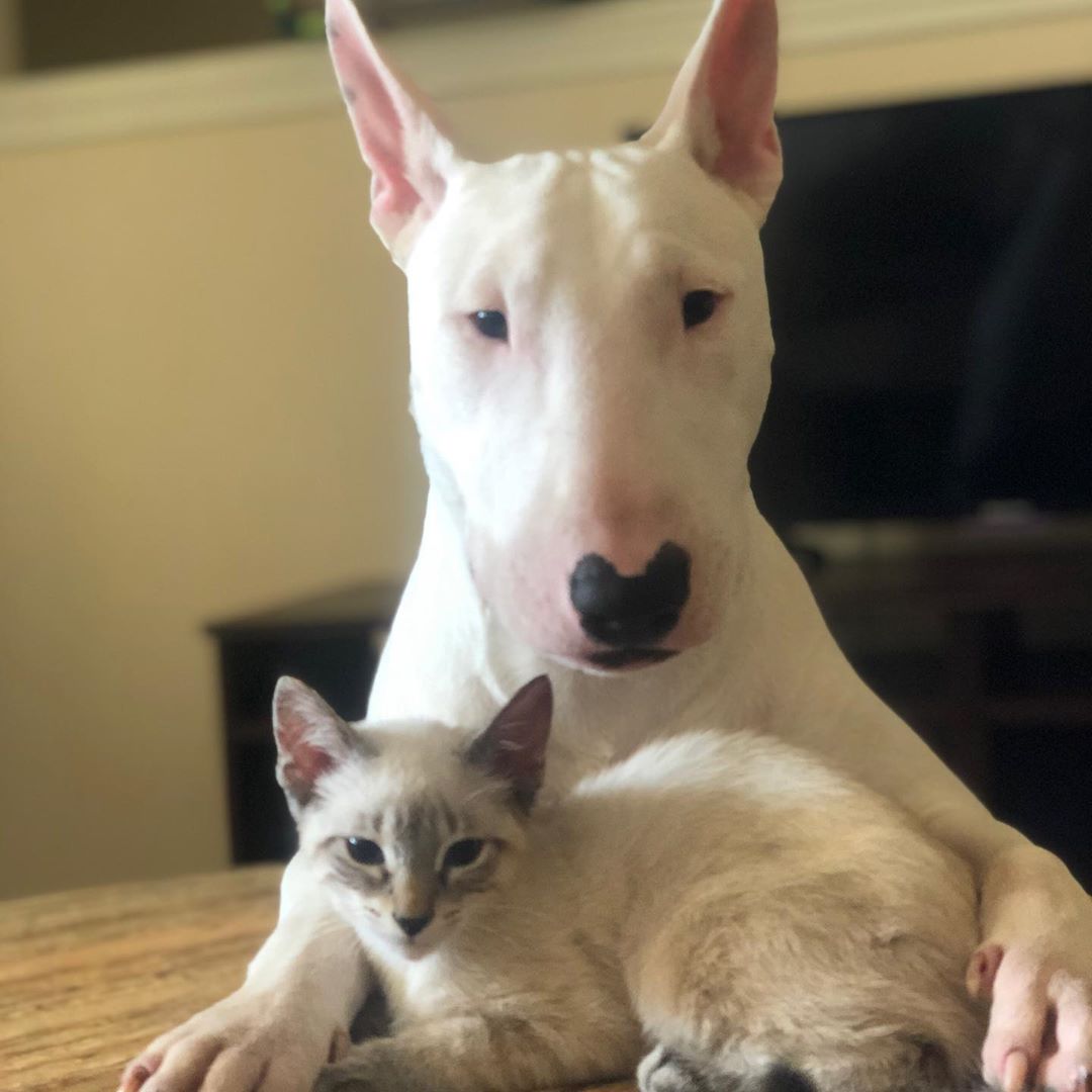 A Bull Terrier lying on the table with a cat