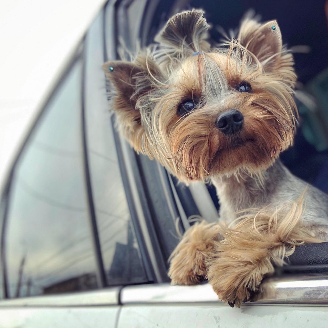 A Yorkshire Terrier inside the car with its head outside the window