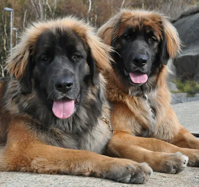 two Leonbergers lying on the pavement while panting