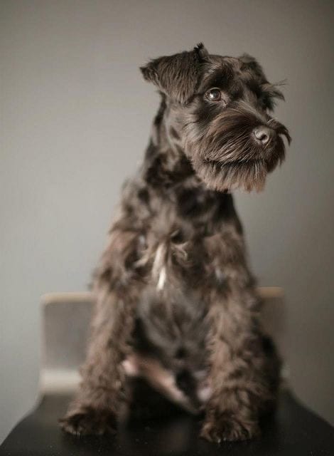 chocolate brown Schnauzer sitting on a table