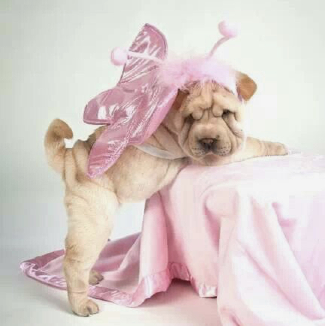 Shar Pei puppy in pink fairy costume