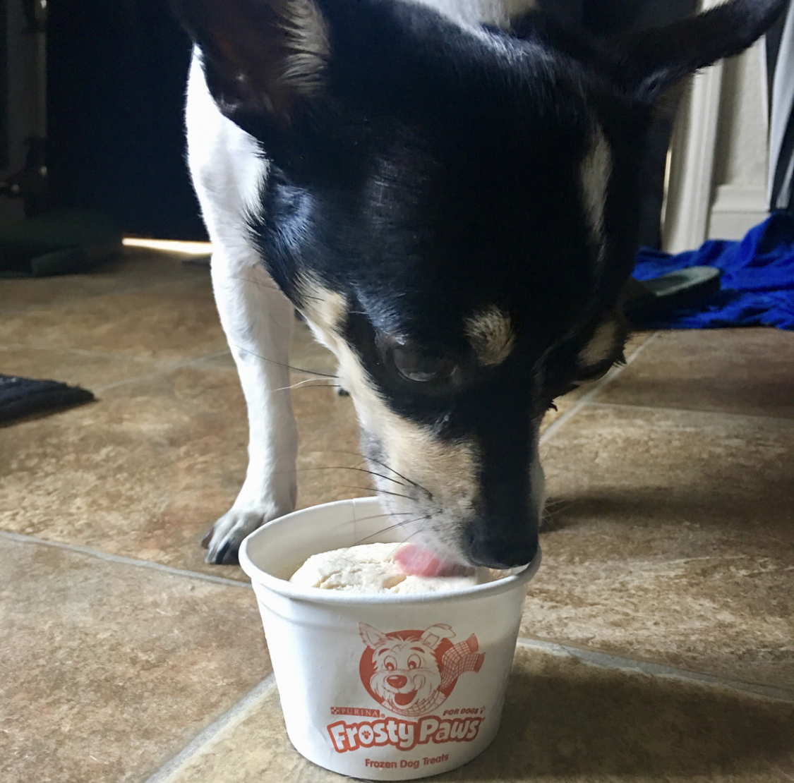 A Chihuahua licking the icecream in a cup on the floor