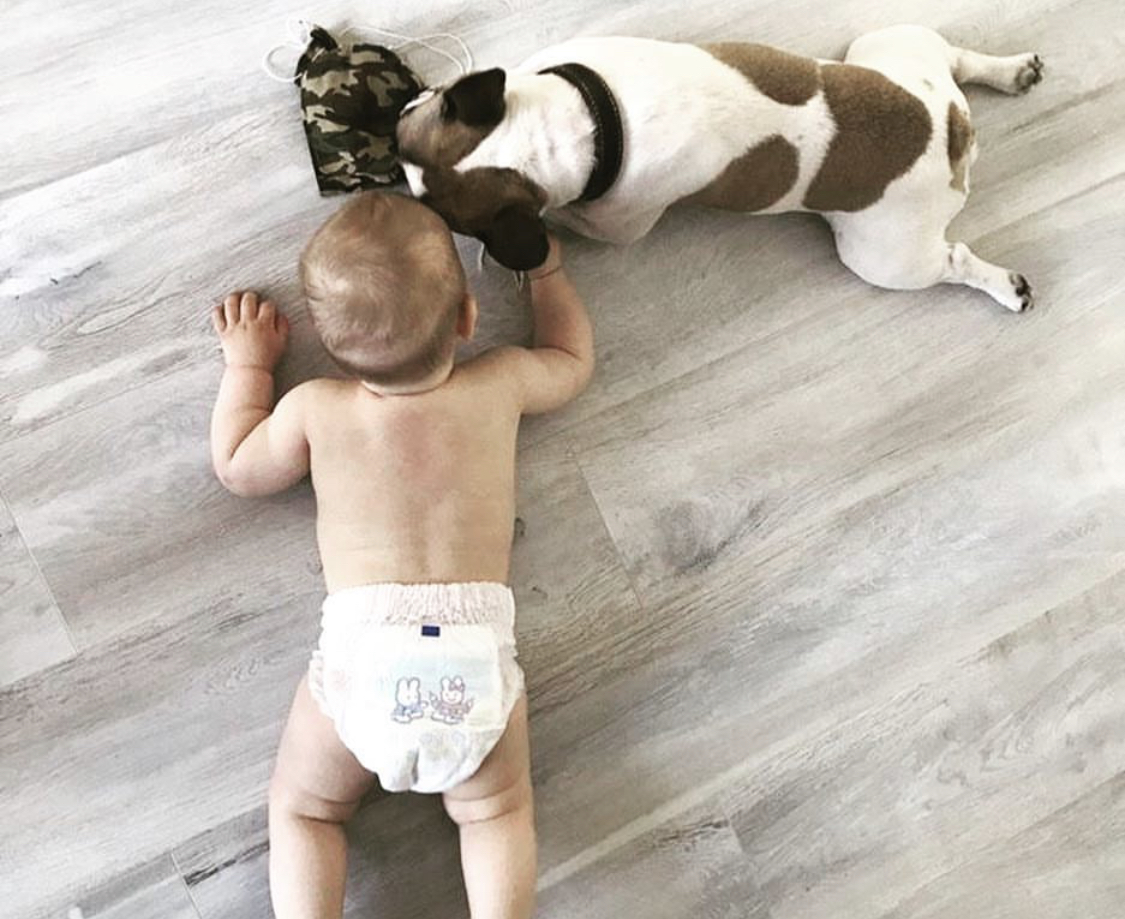 An English Bulldog lying on the floor playing with its toy while a baby is lying with him