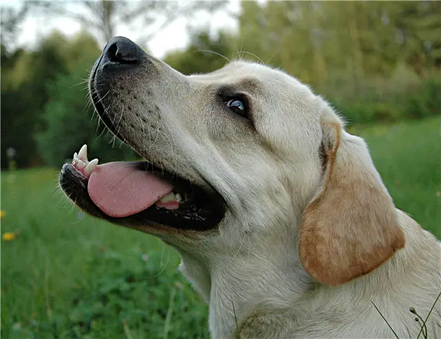 A yellow Labrador Retriever sitting on the grass while smiling with its tongue sticking on the side of its mouth