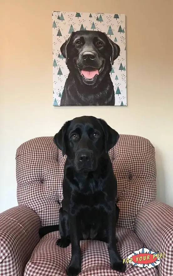 black Labrador Retriever sitting on the sofa with the painting of his face behind him on the wall
