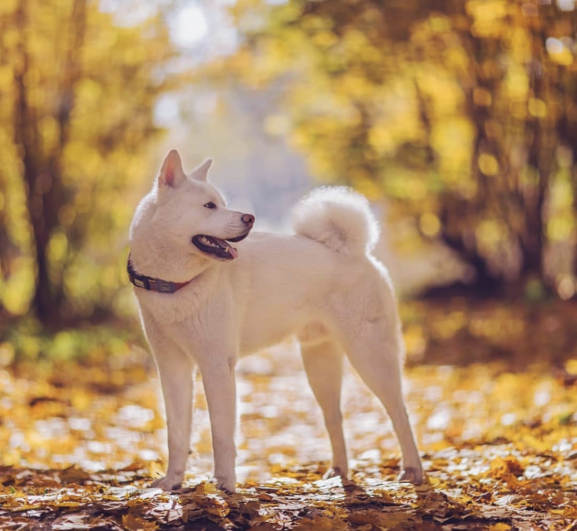 Akita standing in the forest in autumn season