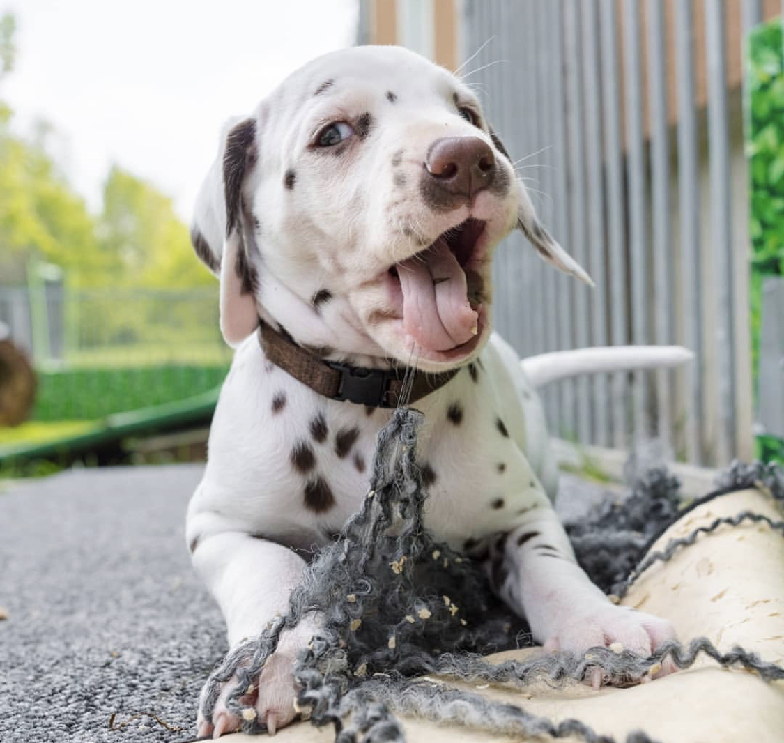 A Dalmatian puppy lying on the pavement while playing with something