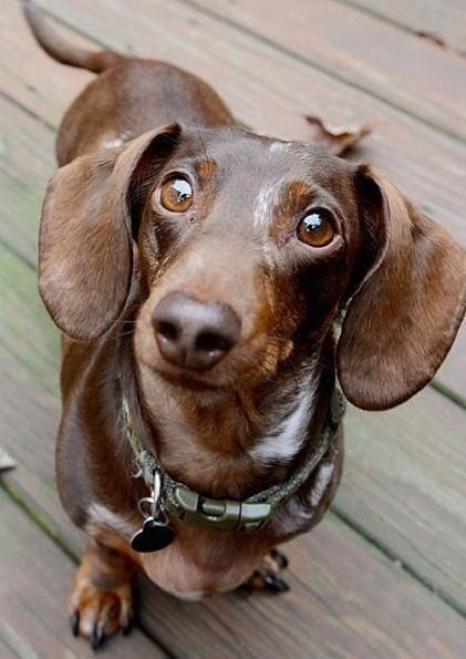 A Dachshund standing on the wooden floor with its begging face