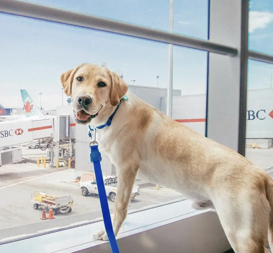 A Labrador Retriever leaning towards the window in the airport