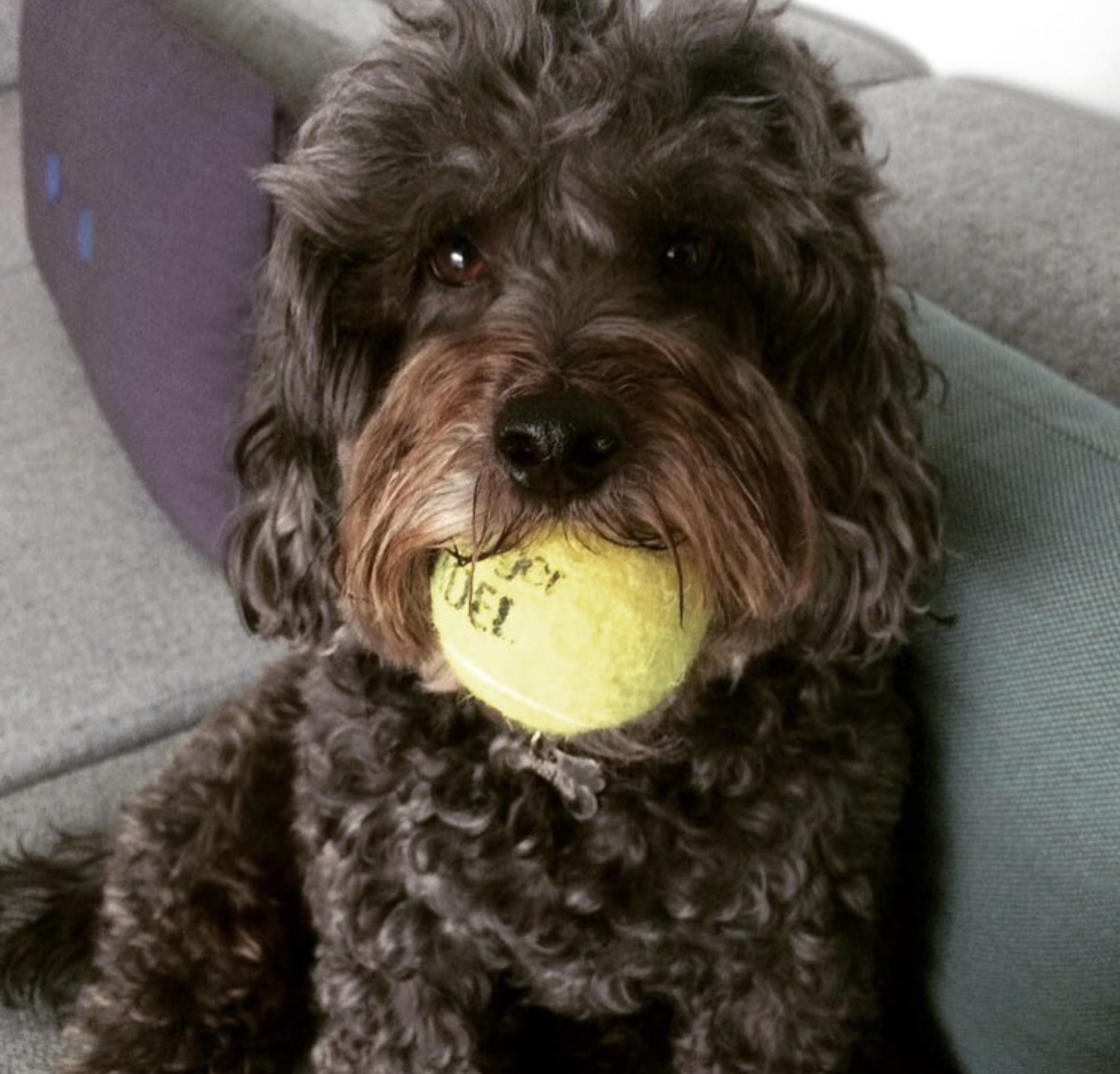 Cocker Poodle with black curly hair with brown muzzle while holding a ball with its mouth and sitting on the couch