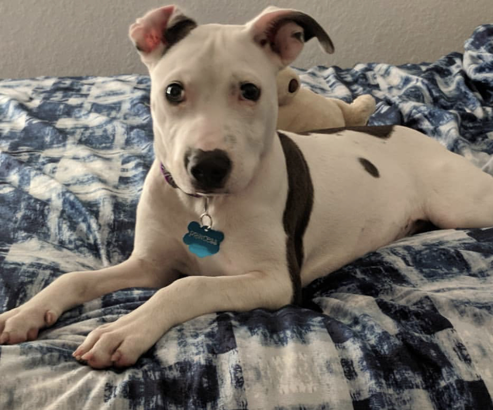 A German Bull Terrier lying on the bed