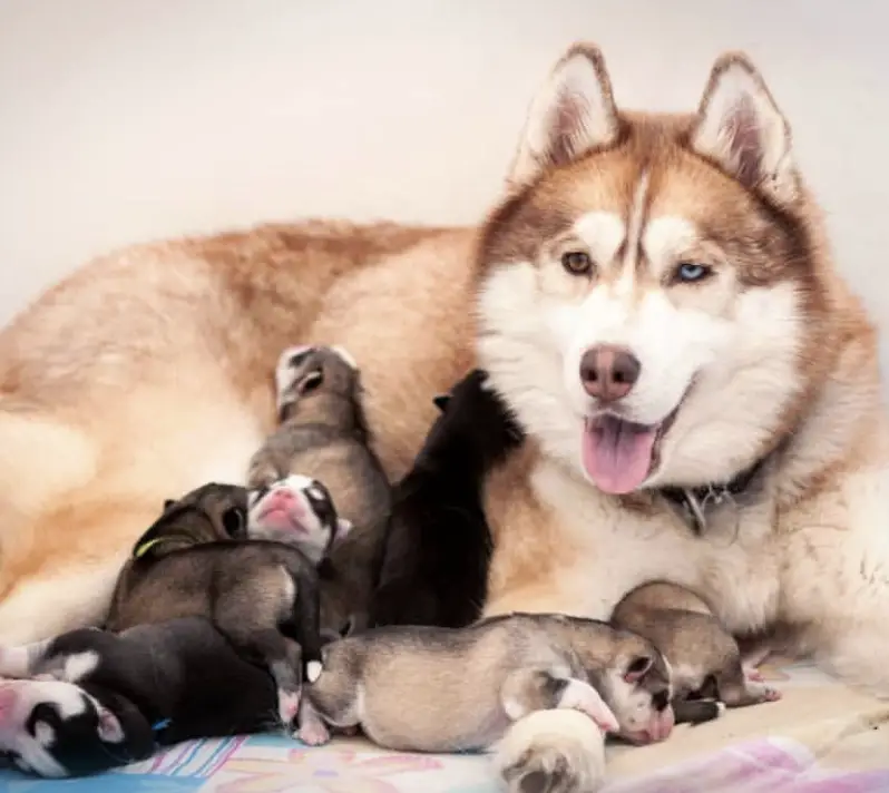 A Husky mother with her seven Husky Puppies