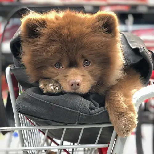 A Pomeranian lying inside the bag on the cart
