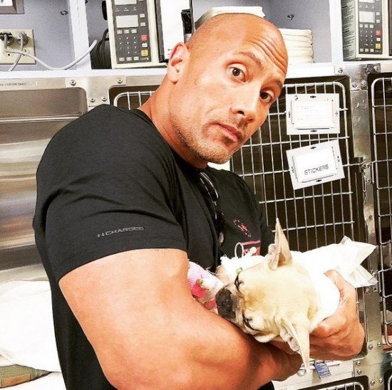 Dwayne Johnson (The Rock) carrying his French Bulldog