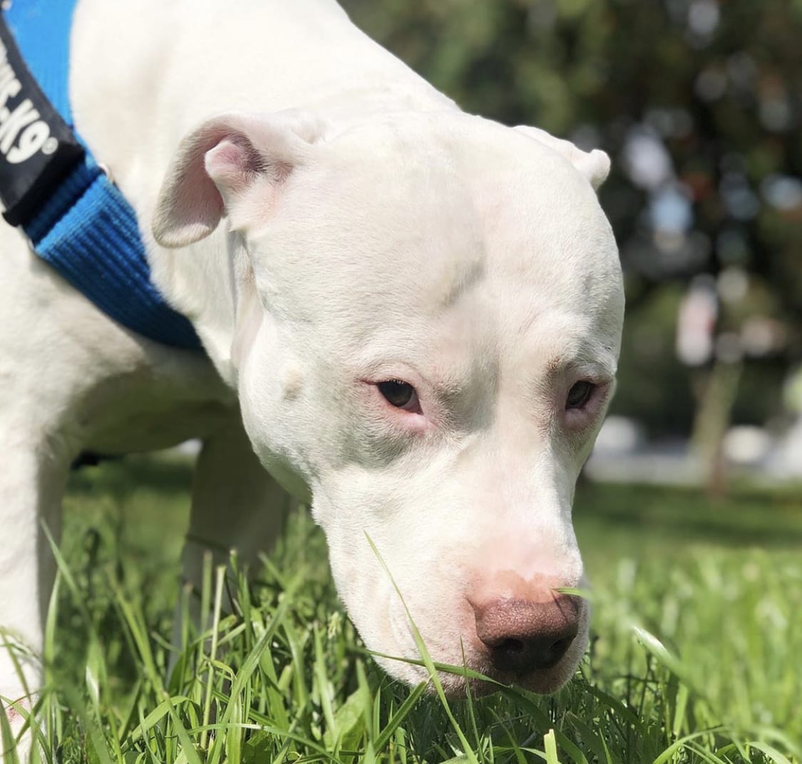 A white Pit Bull smelling the grass