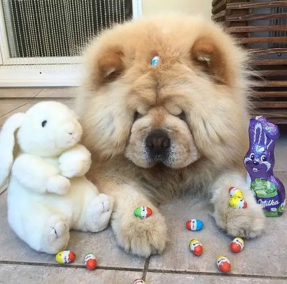 A Chow Chow lying on the floor with its bunny stuffed toys