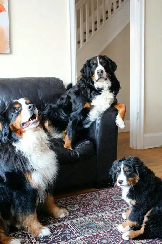 two adult Bernese Mountain Dogs and one puppy sitting in the living room