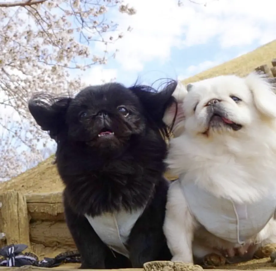 black and white Pekingeses sitting beside each other while looking up
