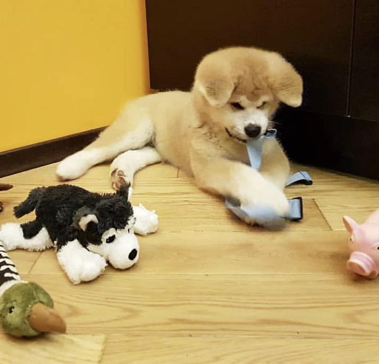 Akita Inu puppy lying down on the floor playing with its toys