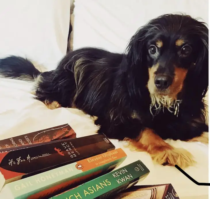 Dach Spaniel lying on the bed behind a pile of books