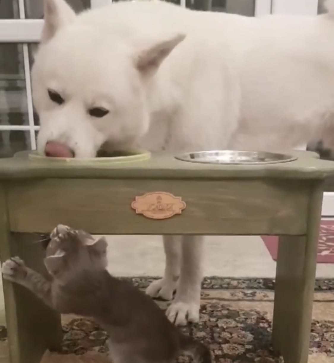 Akita eating its food from the bowl on table while a cat is standing up behind the bowl