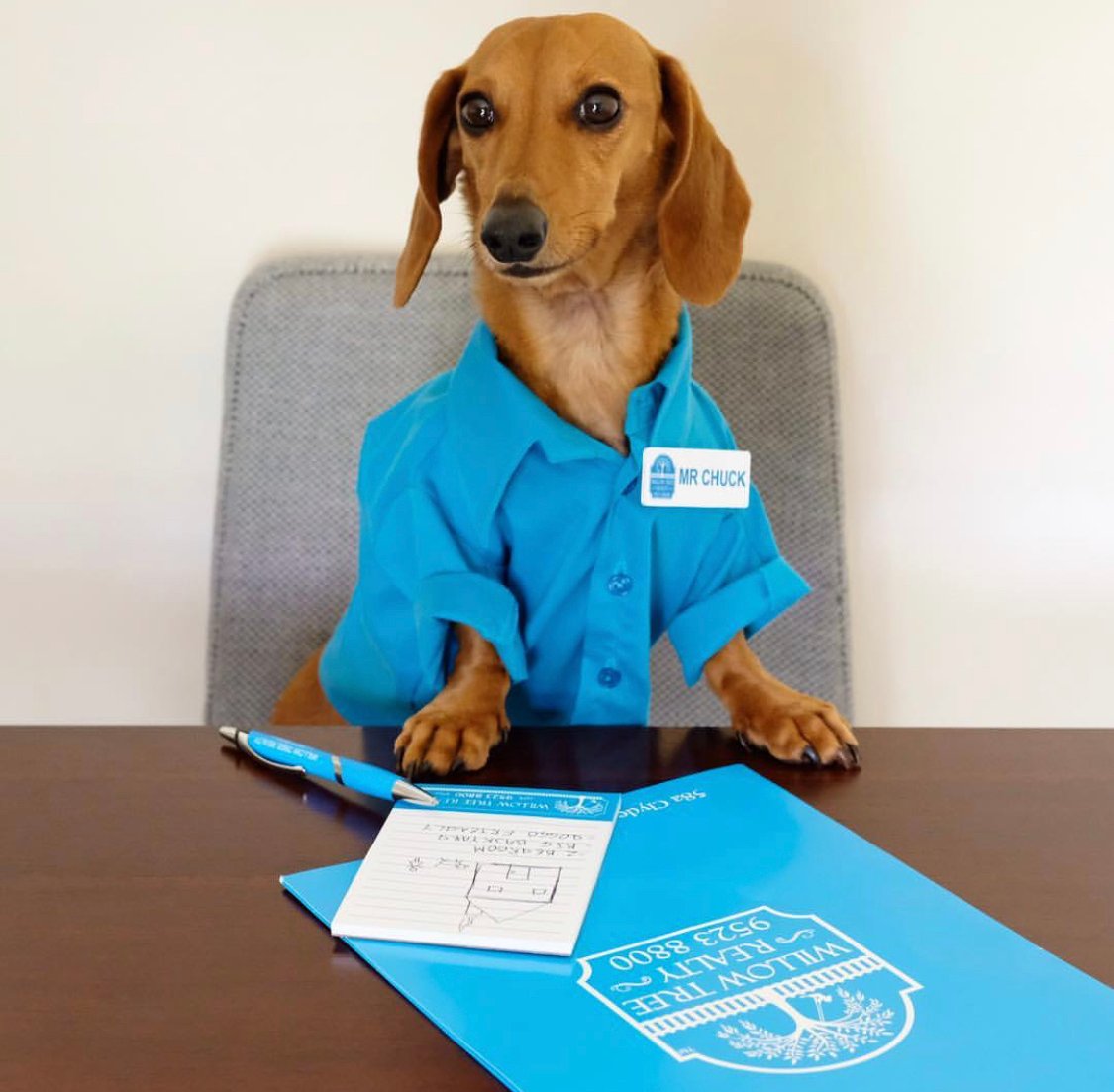 Dachshund wearing a blue polo with a name tag and flyers and ballpen on the table