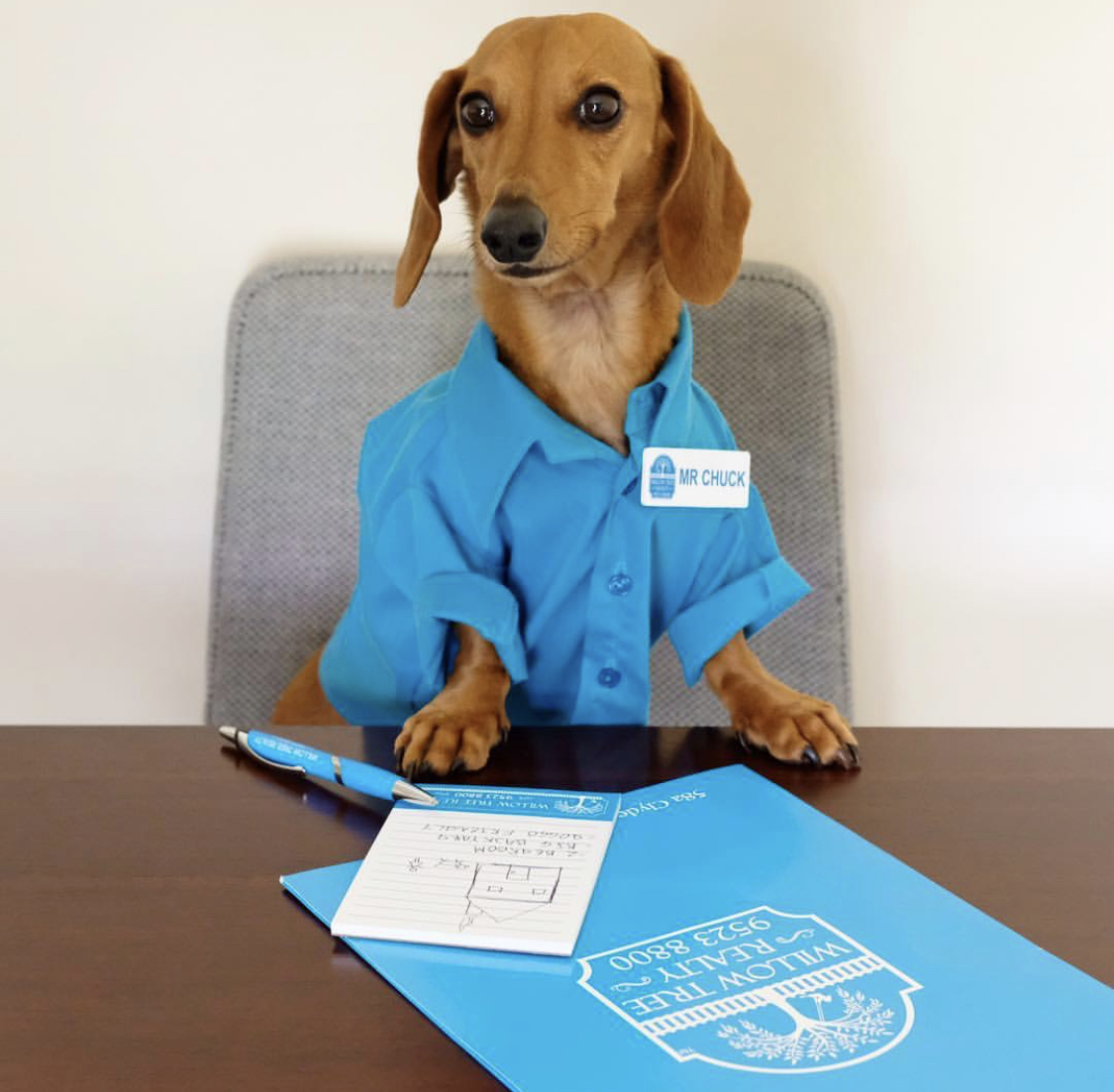 Dachshund wearing a blue polo with a name tag and flyers and ballpen on the table