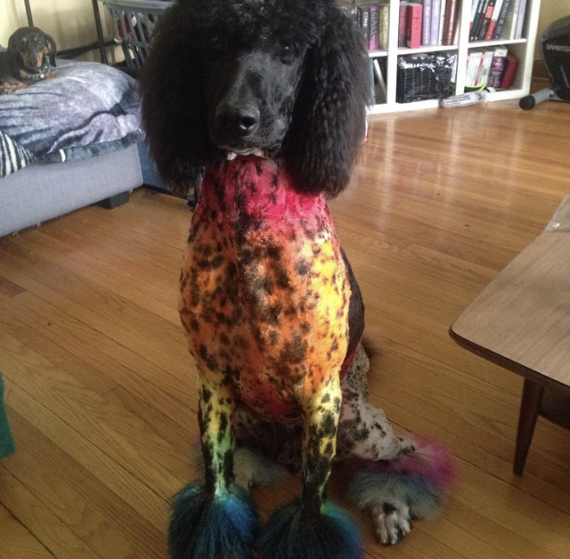 A black Poodle with a colorful body while sitting on the floor