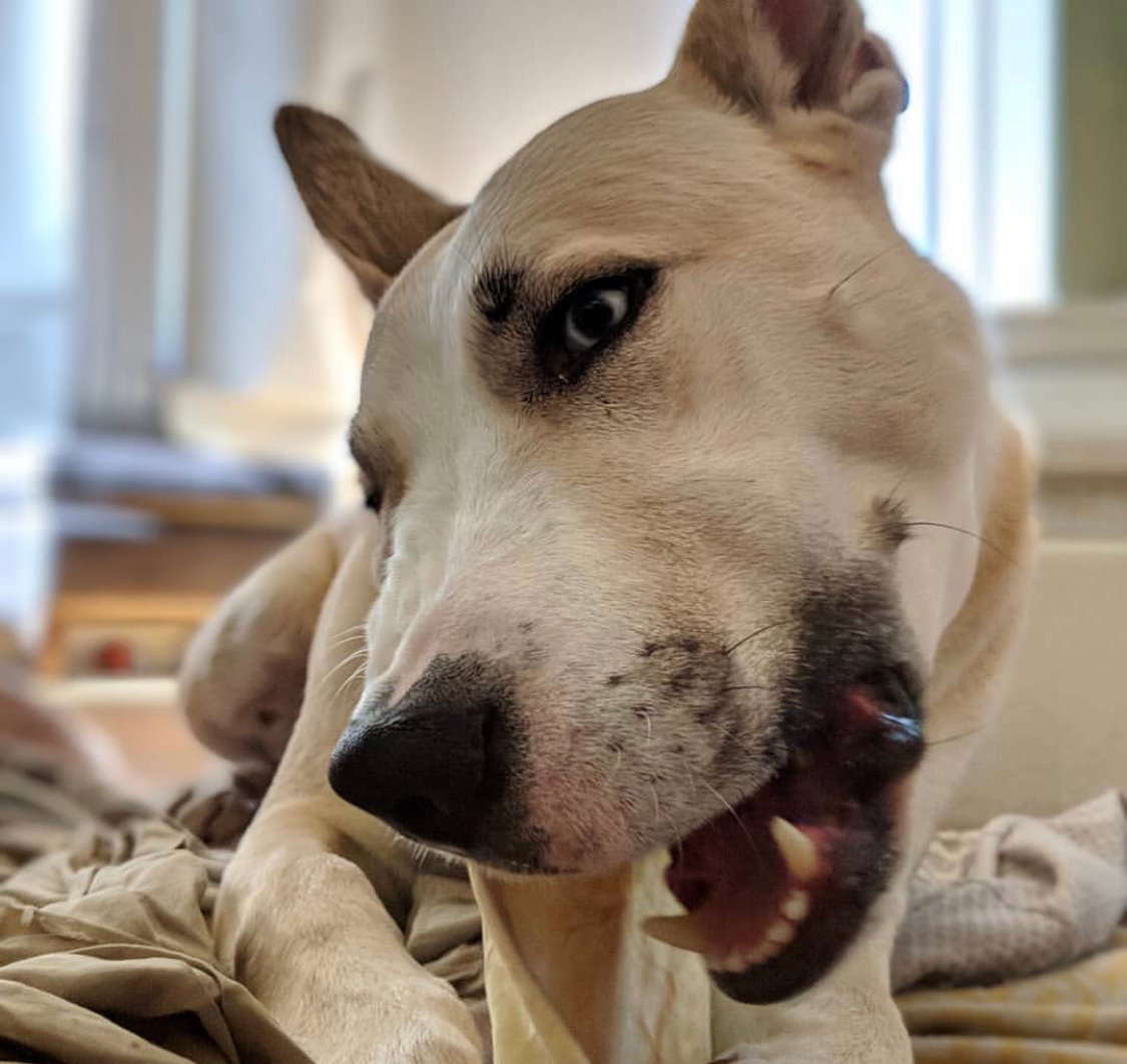 A Bullsky lying on its bed while biting its chew toy