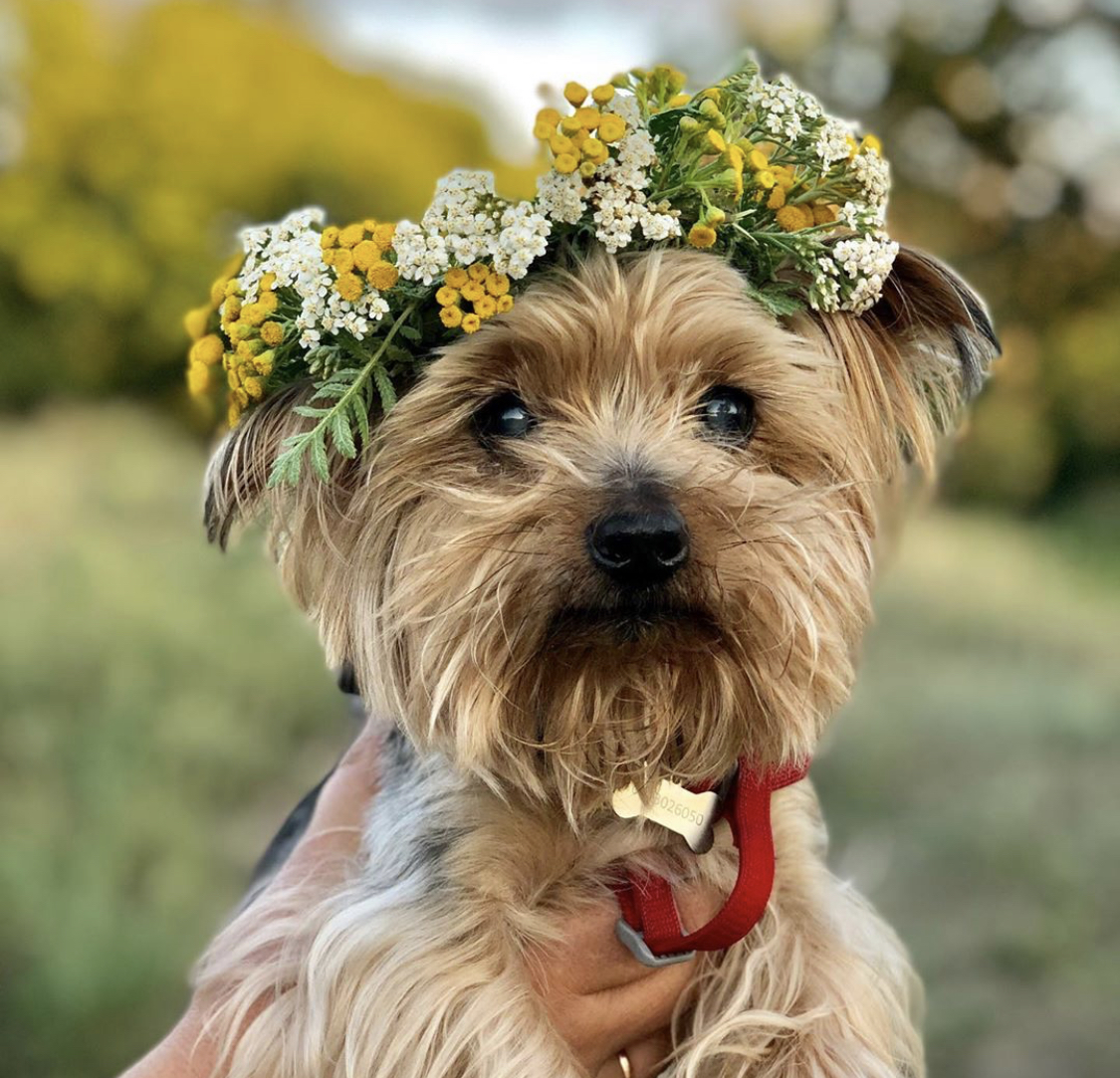Yorkshire Terrier wearing a flower crown