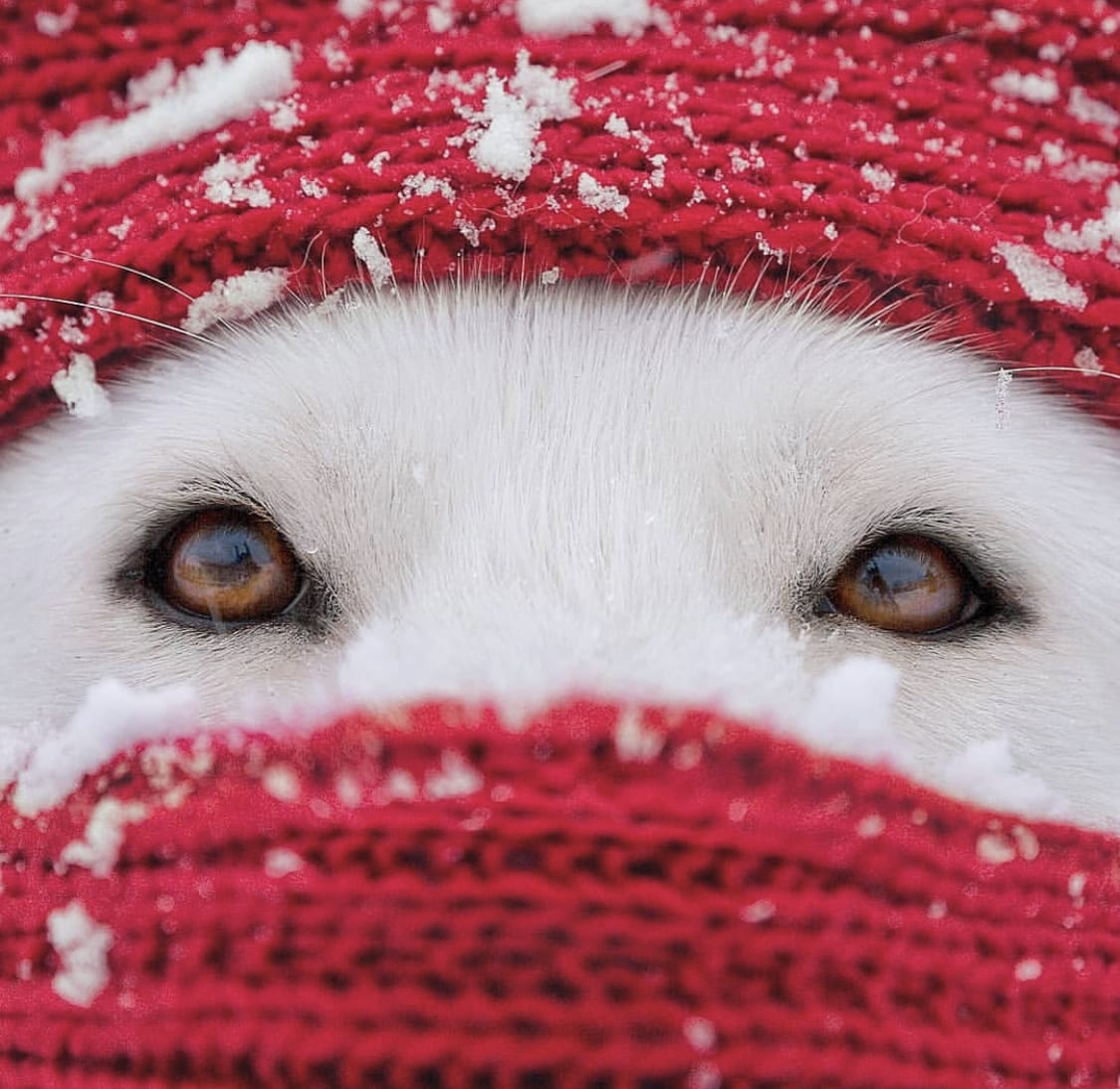 close up face of an Akita wrapped with red shawl and only showing its eyes