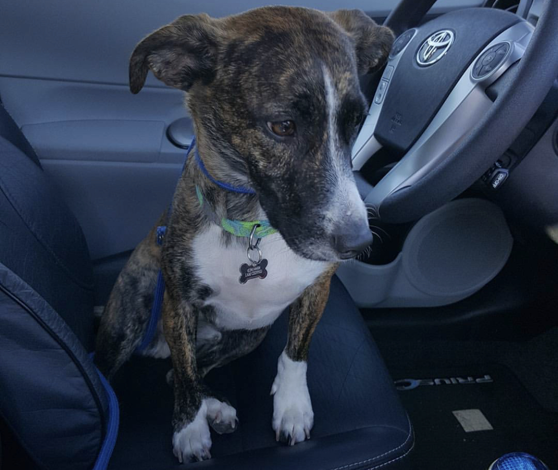 A Bull Terrier Dachshund mix sitting in the driver's seat
