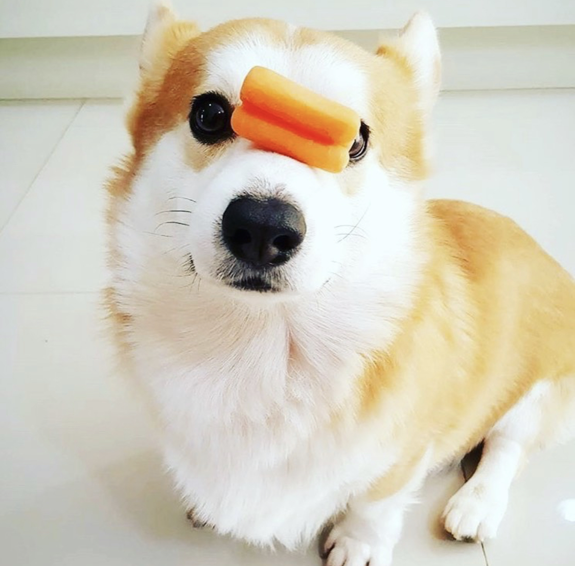 Corgi sitting on the floor with slice of carrots on top of its muzzles