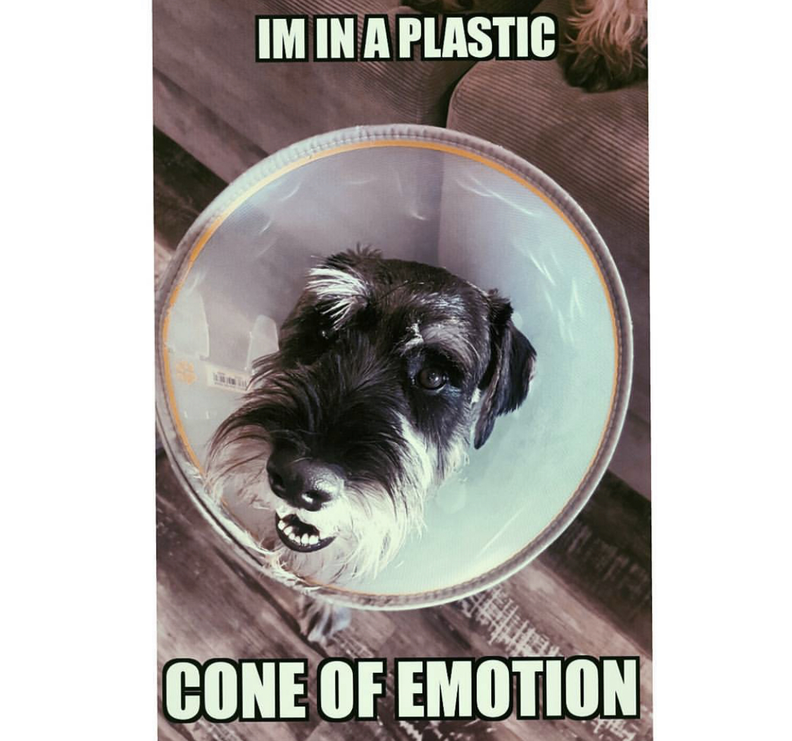 Schnauzer in a cone collar photo with a text 