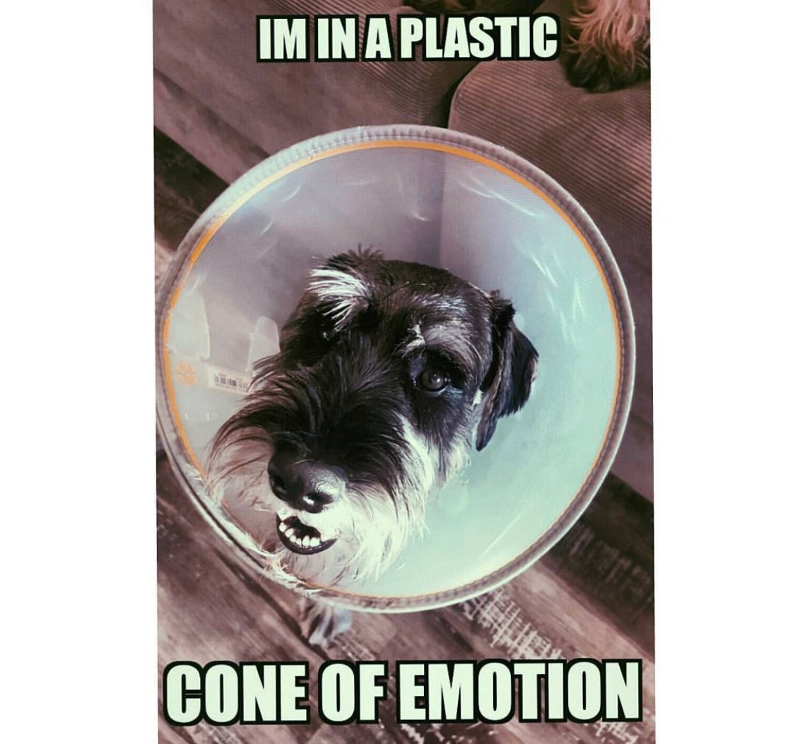 Schnauzer in a cone collar photo with a text