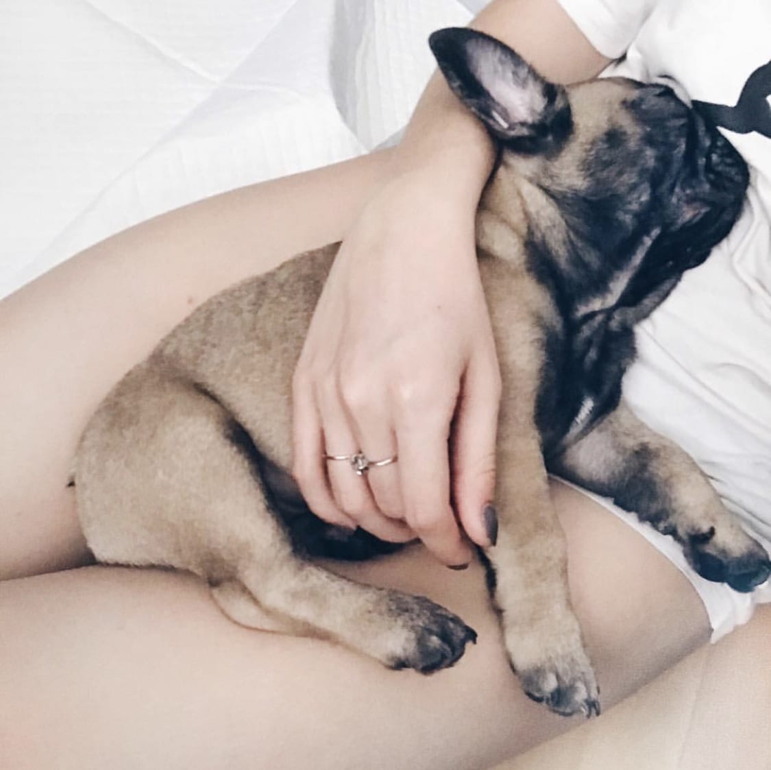 A French Bulldog sleeping on the lap of the woman