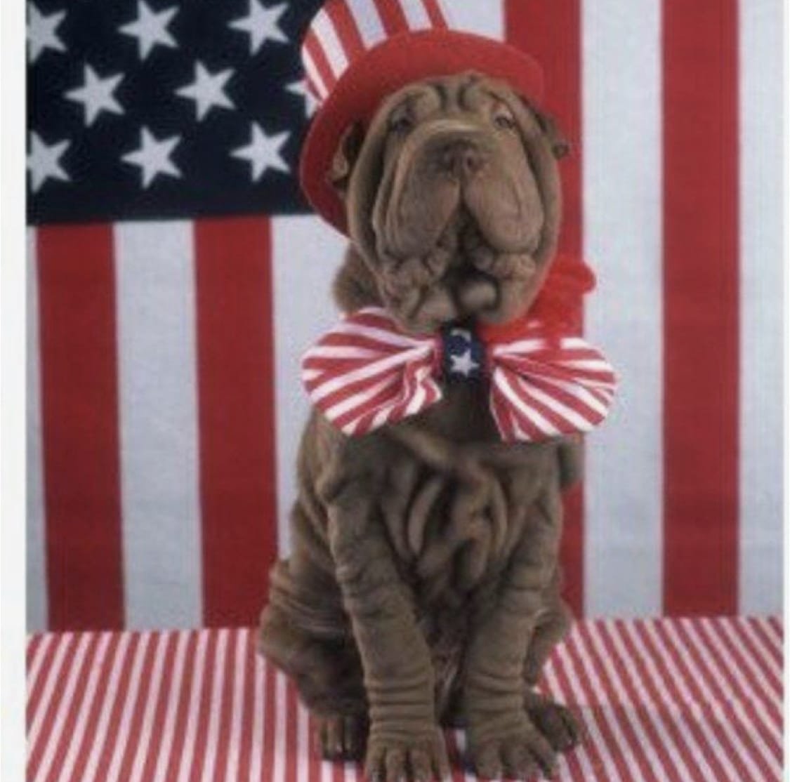 Shar Pei wearing America inspired ribbon necktie and cap