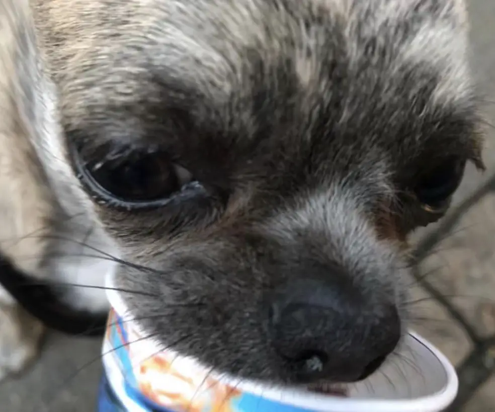 A Chihuahua licking the icecream in a cup