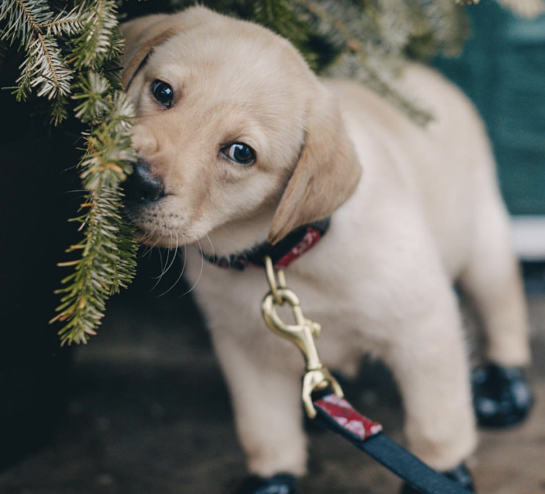A yellow Labrador Retriever puppy biting the part of a christmas tree