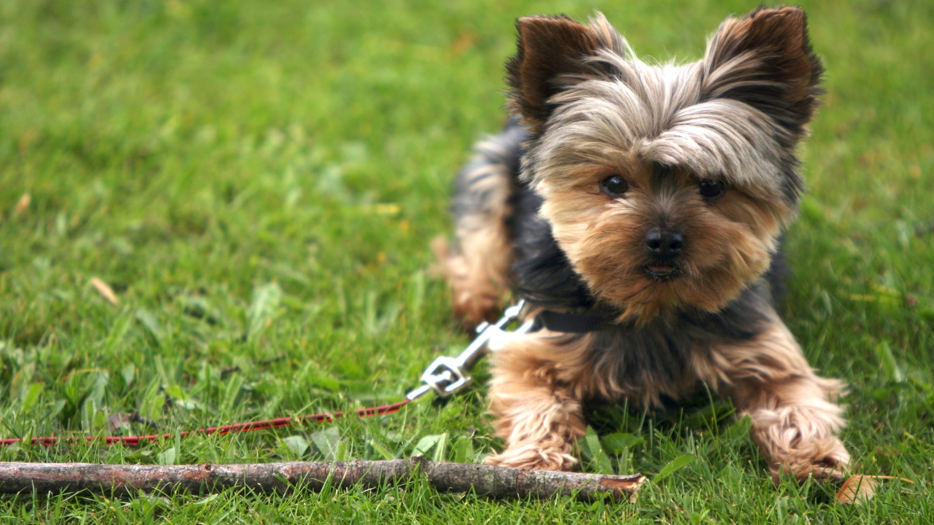 A Yorkshire Terrier lying on the grass behind a piece of stick
