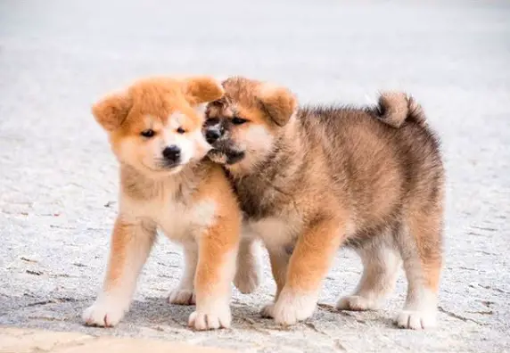 two Akita Inu puppies playing together