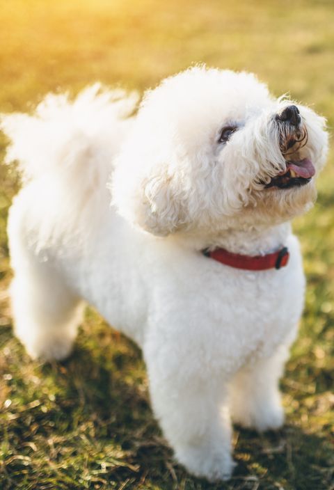 excited Bichon Frise looking up