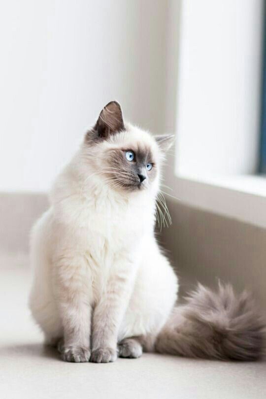 Siamese Cat sitting on the floor while looking out the window