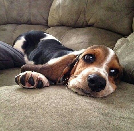 Basset Hound resting on the couch