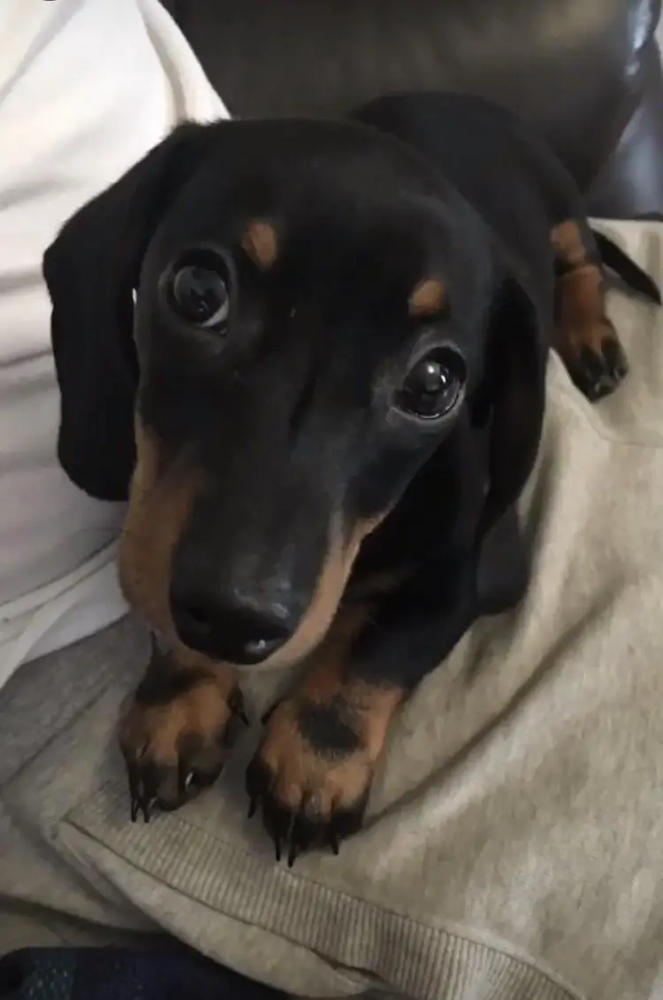 A Dachshund lying on the couch with its adorable face
