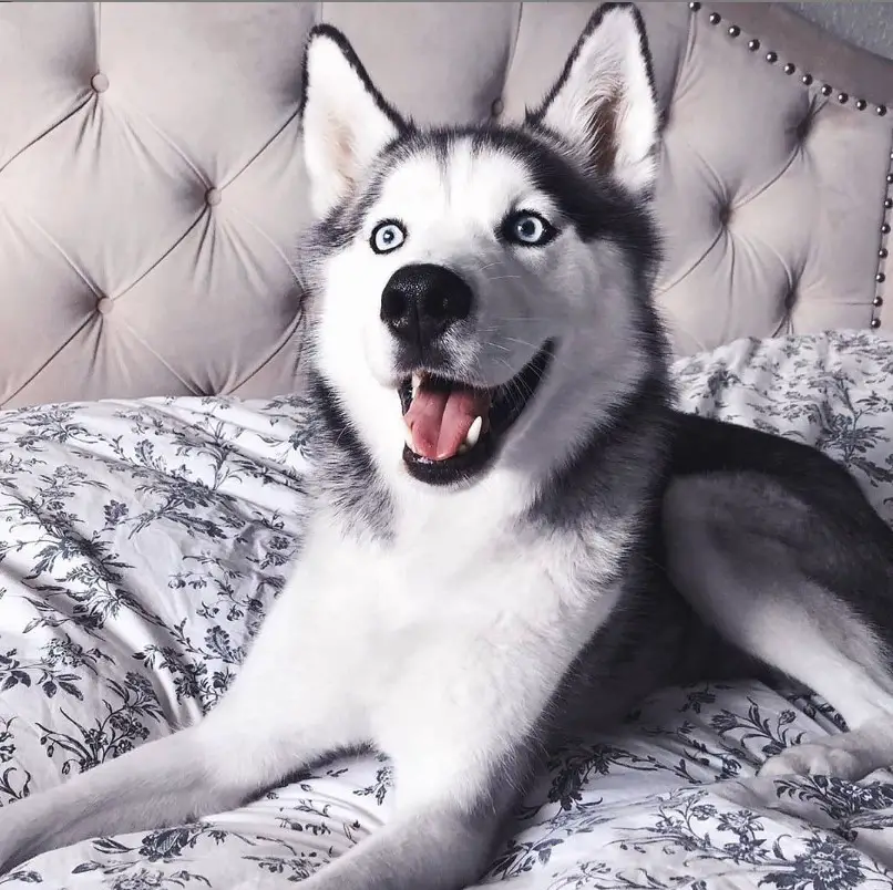 A Siberian Husky lying on the bed while smiling
