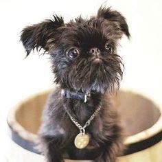 A Brussels Griffon inside a barrel