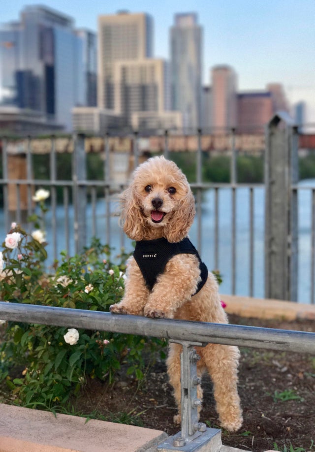 Poodle with apricot fur color standing up against the railing at the park